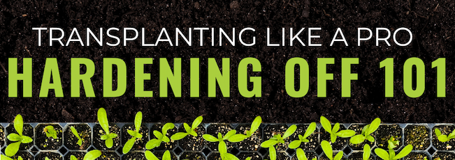 Seedlings growing in a tray against dark soil background with text reading ‘Transplanting Like a Pro – Hardening Off 101.