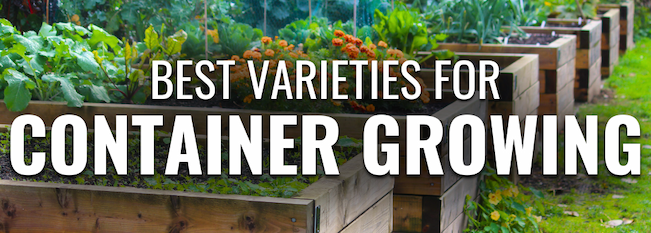 Raised garden beds with vegetables and text reading "Best Varieties for Container Growing."