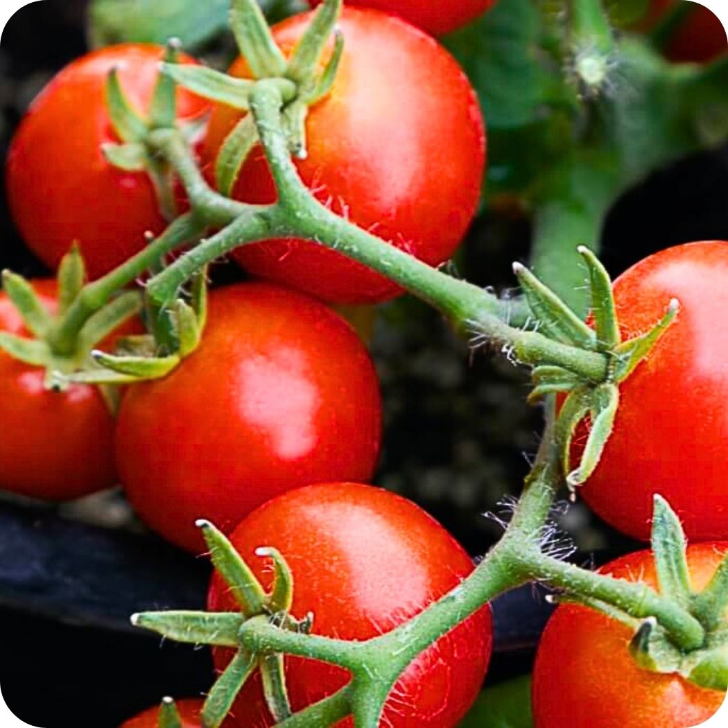 Cluster of ripe Red Robin cherry tomatoes growing on the vine.