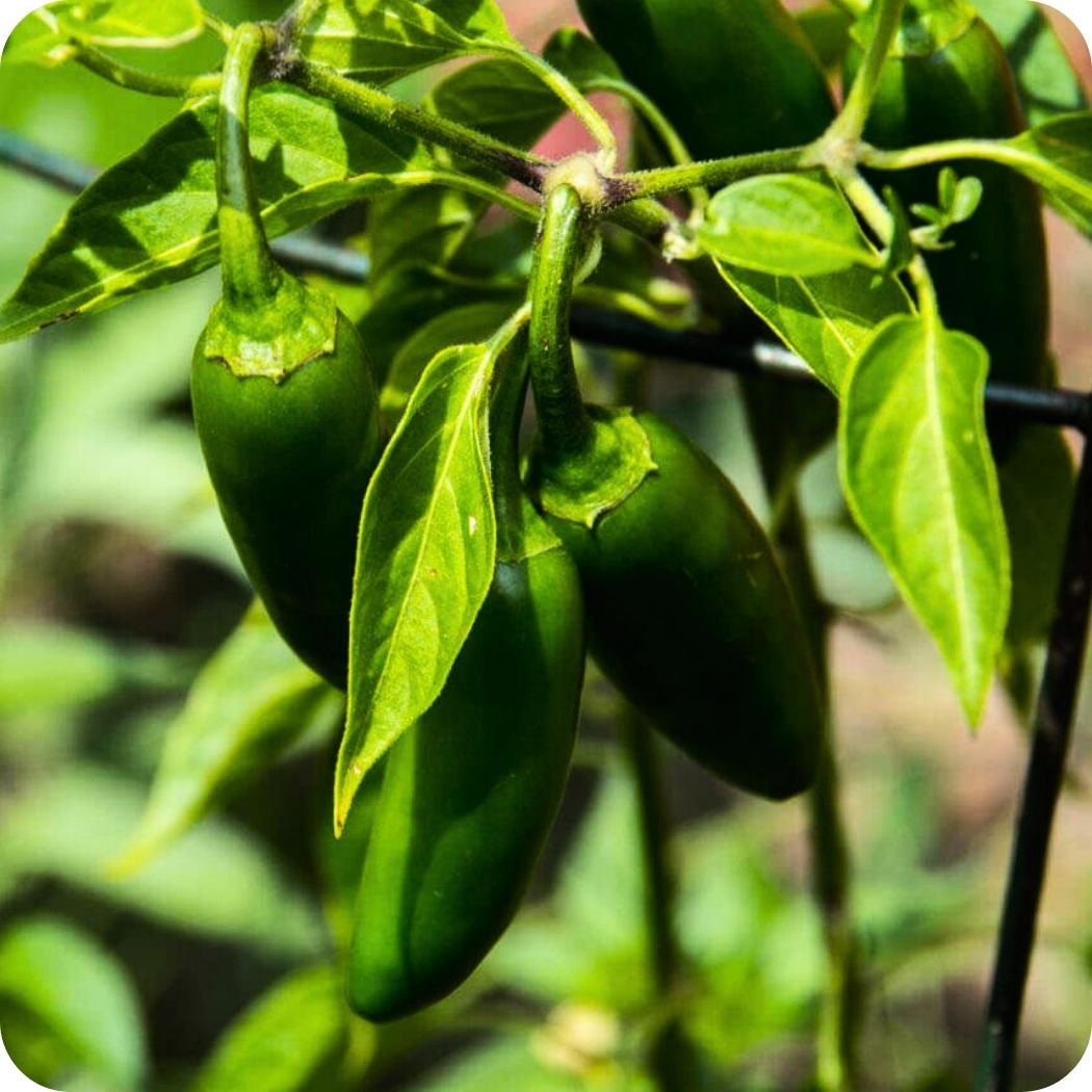 Green jalapeño peppers growing on a healthy plant with bright green leaves.