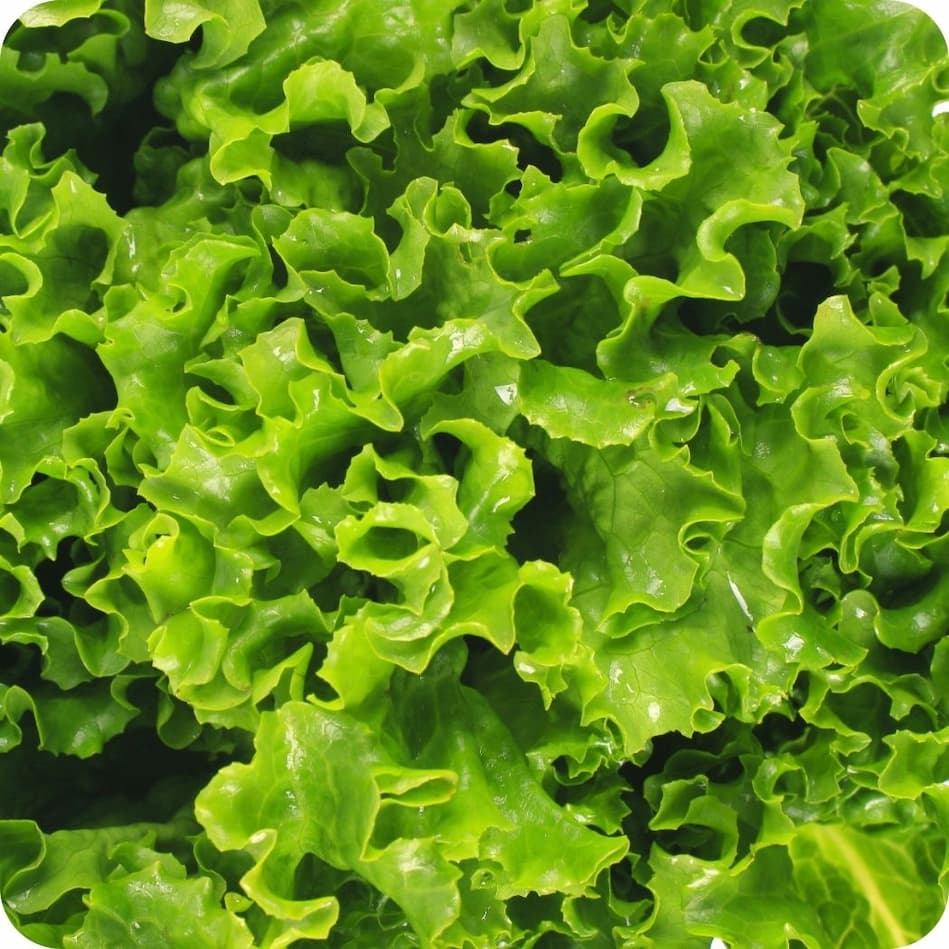 Close-up of fresh green lettuce leaves with ruffled edges