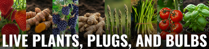 Collage of garden crops including strawberries, turmeric, blackberries, ginger, asparagus, onions, tomatoes, and basil with text "Live Plants, Plugs, and Bulbs."