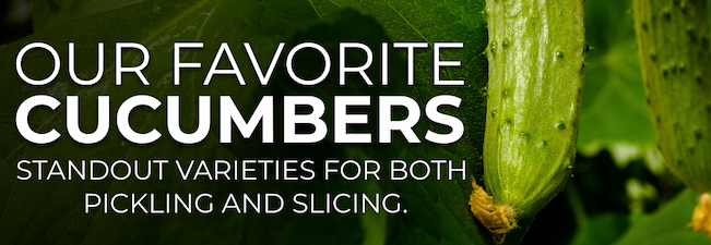 Close-up of cucumbers growing on a vine with the title ‘Our Favorite Cucumbers’ and subtitle "Standout varieties for both pickling and slicing."