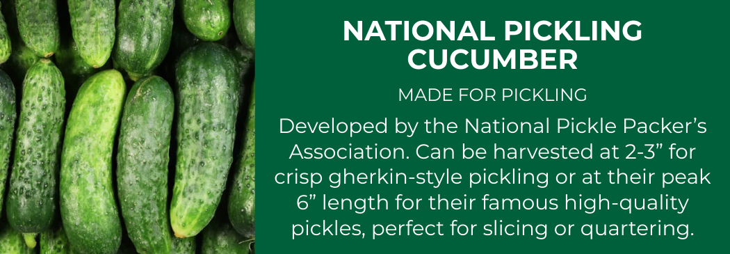 Fresh pickling cucumbers with text describing National Pickling Cucumber, a variety developed for crisp pickles and harvesting at 2–6 inches.