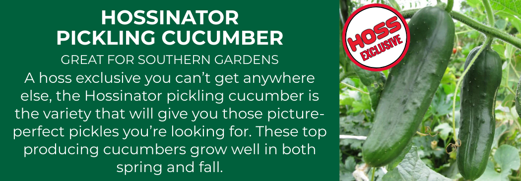Two Hossinator pickling cucumbers growing on the vine with text describing the Hoss exclusive variety for southern gardens and high pickle production.