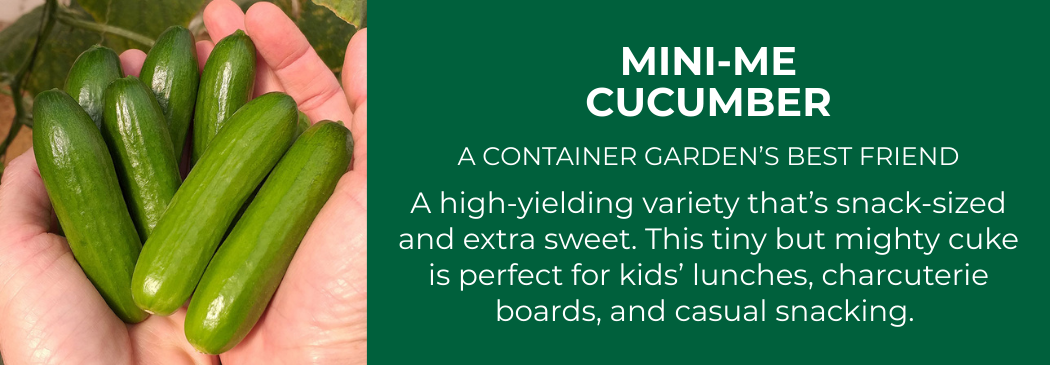 Small snack-sized cucumbers held in a hand with text describing Mini-Me cucumber as a high-yield container variety for sweet snacking.
