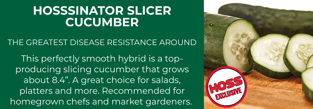 Sliced cucumber on a cutting board with text describing the Hossinator slicer cucumber, a disease-resistant hybrid for slicing.