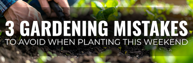 Gardener planting seedlings in soil with the text "3 Gardening Mistakes to Avoid When Planting This Weekend."