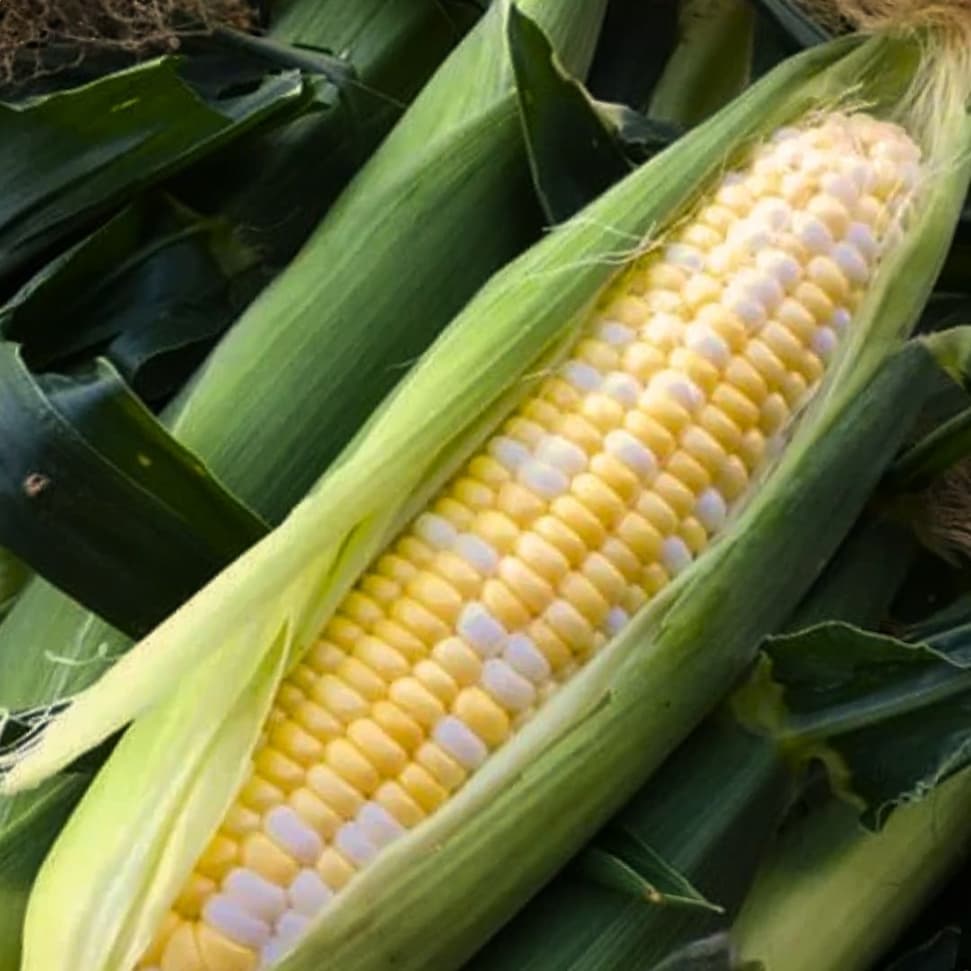 Peaches and Cream sweet corn with yellow and white kernels partially wrapped in green husk.