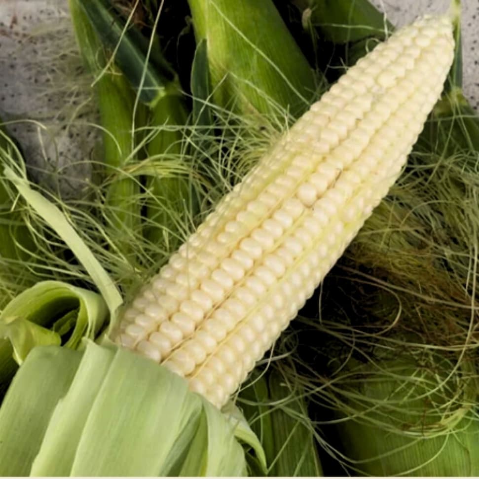 Ear of Silver Queen sweet corn with bright white kernels partially husked.