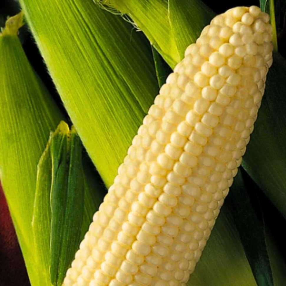 Close-up of an ear of Eden sweet corn with pale yellow kernels and green husk.