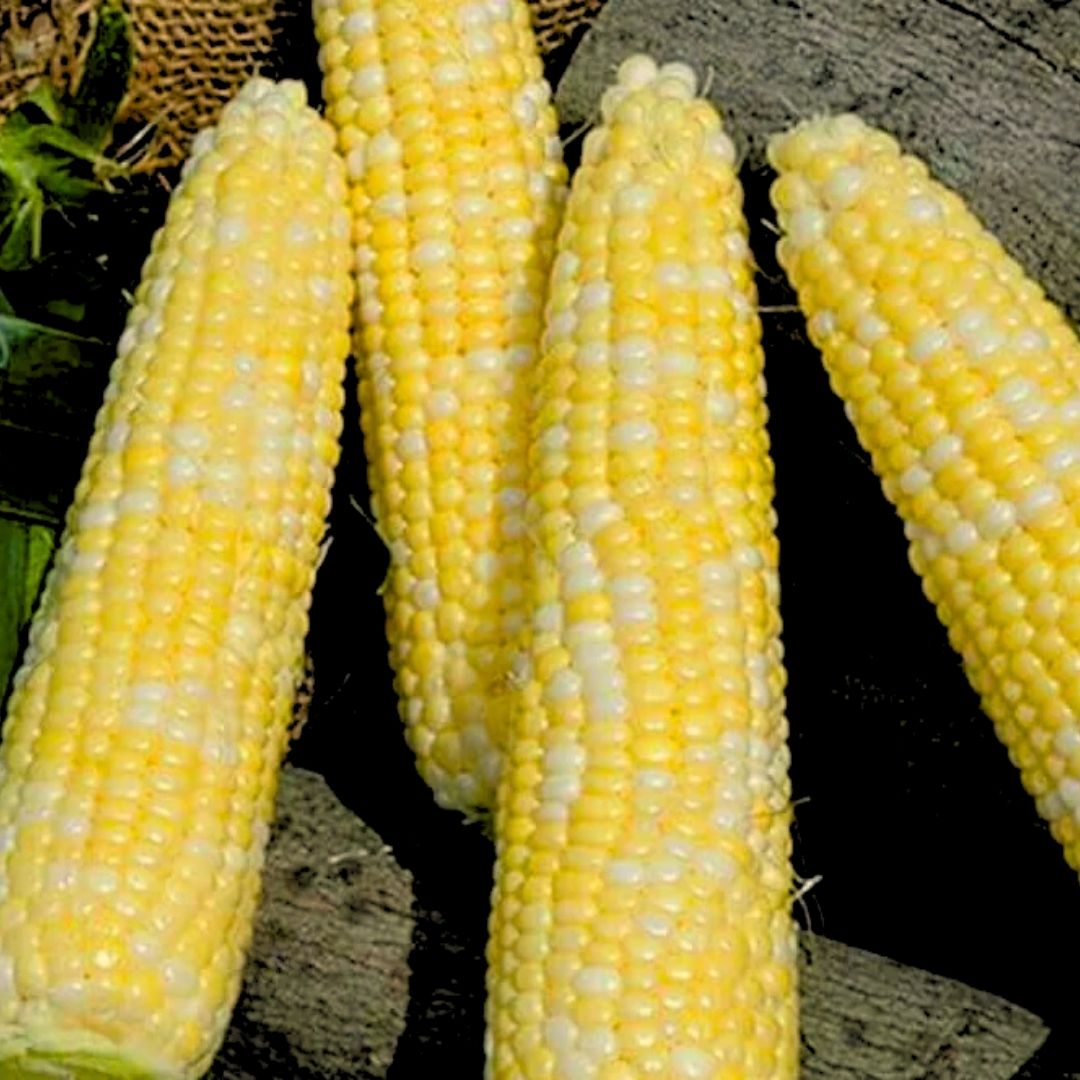 Several ears of yellow and white Seminole XR sweet corn arranged together after harvest.
