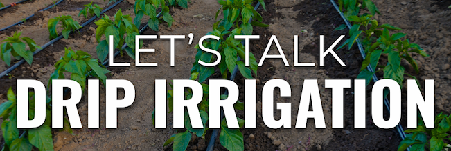 Young vegetable plants growing in rows with drip irrigation lines in garden soil with the text “Let’s Talk Drip Irrigation.”