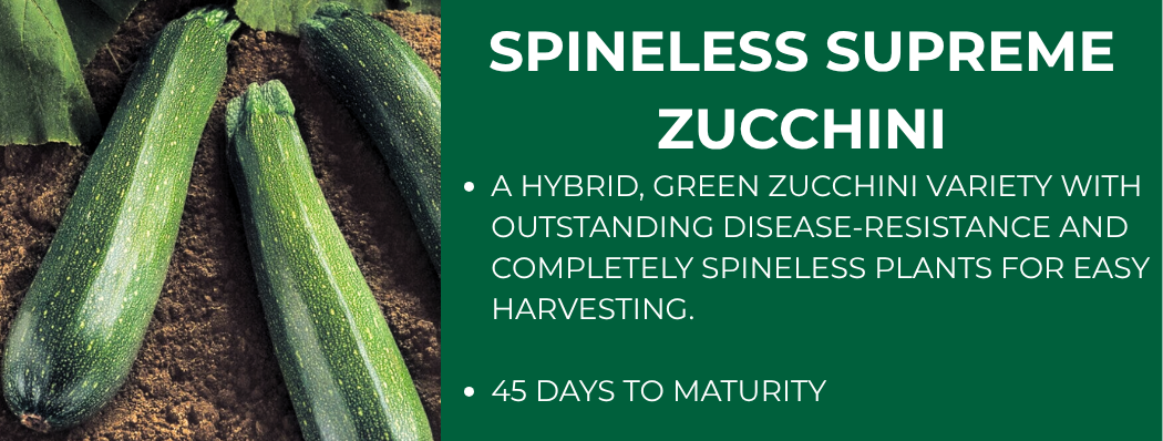 Green zucchini on soil with text "Spineless Supreme Zucchini" and "45 days to maturity."