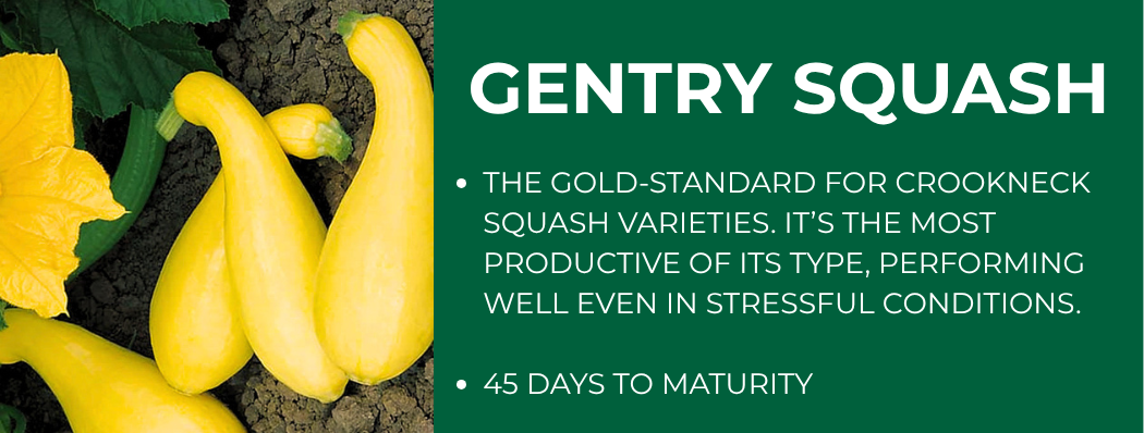 Yellow squash with blossom on plant with text "Gentry Squash" and "45 days to maturity."