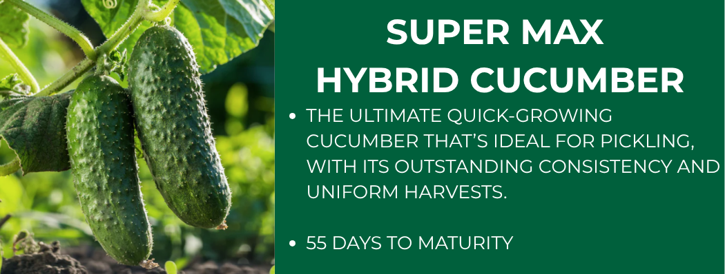 Cucumbers growing on the vine with text "Super Max Hybrid Cucumber" and "55 days to maturity."