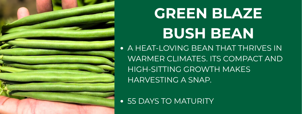 Hand holding green beans with text "Green Blaze Bush Bean" and "55 days to maturity."