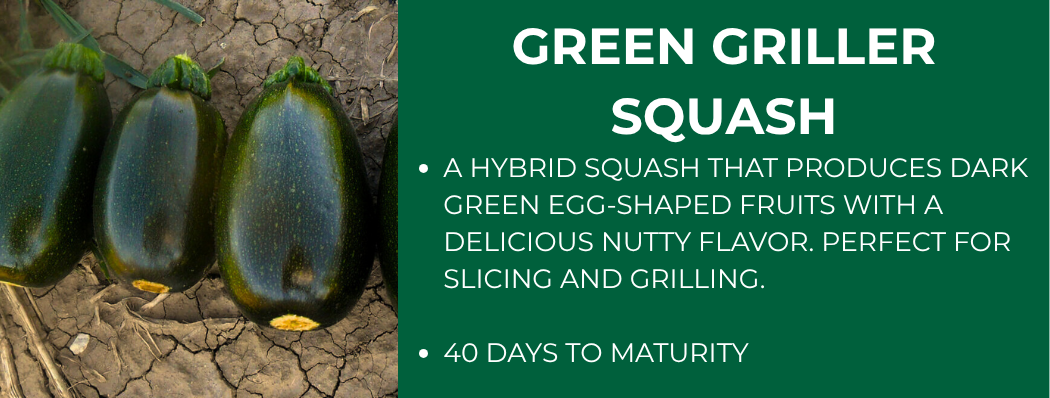 Dark green squash on soil with text "Green Griller Squash" and "40 days to maturity."