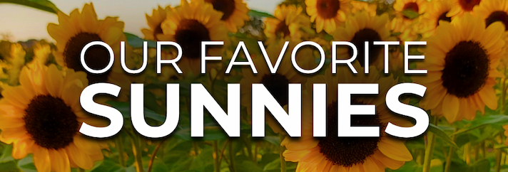 Field of sunflowers with text "Our Favorite Sunnies."