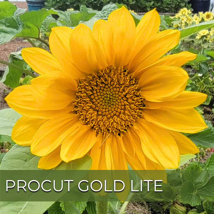 Golden sunflower bloom with text "ProCut Gold Lite".