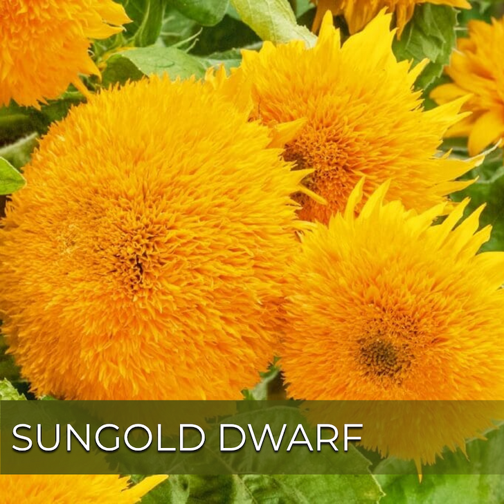 double bloomed golden sunflowers with text "Sungold Dwarf".