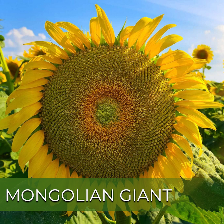 Large sunflower bloom and golden petals with text "Mongolian Giant".