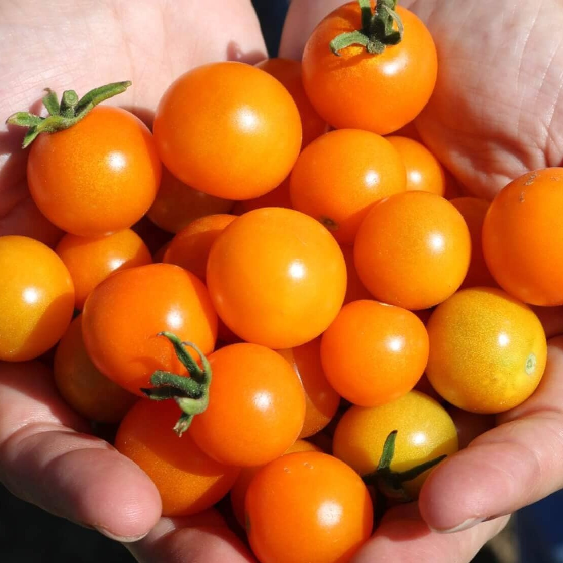 Hands holding small yellow-orange Sun Sugar cherry tomatoes.