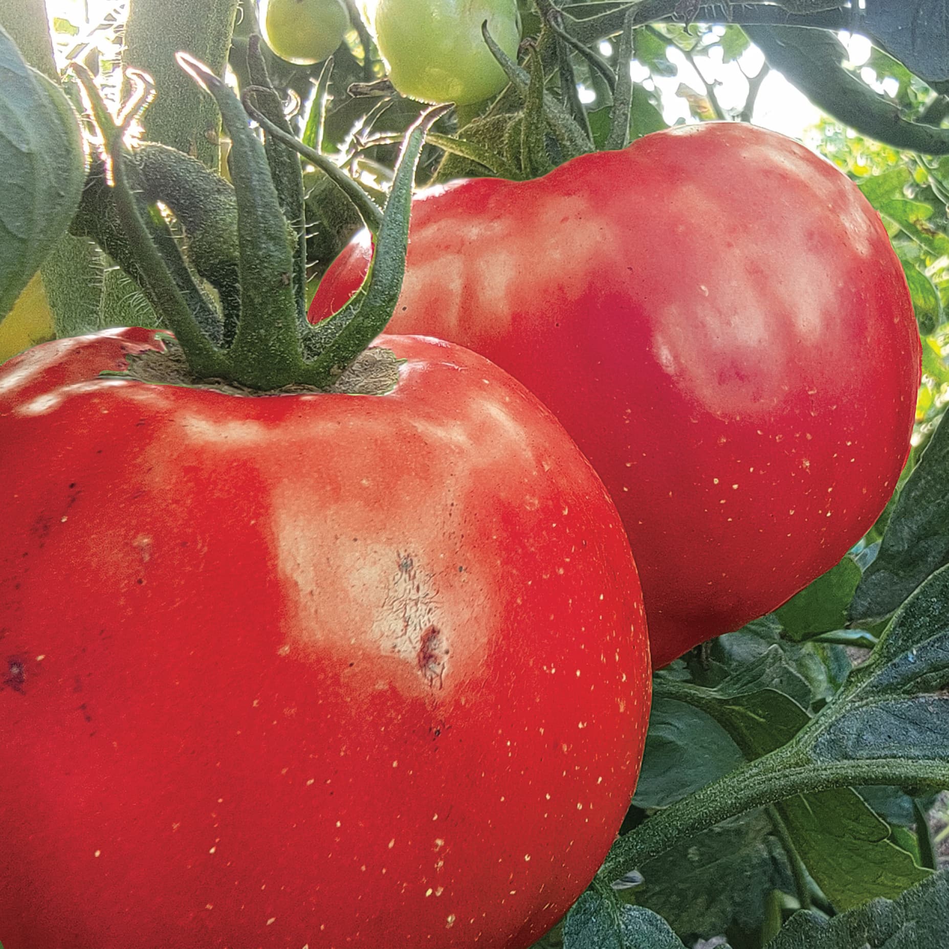 Two large red Hossinator tomatoes growing on the vine.