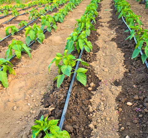 Rows of young vegetable plants with drip irrigation tubing in garden soil.
