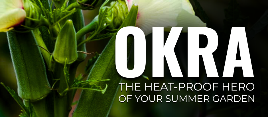 Okra plant with green pods and flower with text "Okra: The heat-proof hero of your summer garden."