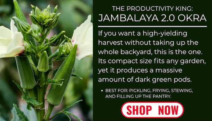 Jambalaya 2.0 okra plant with pods and flowers; described as a compact, high-yield variety for pickling, frying, and stewing.