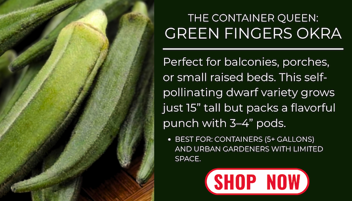 Green Fingers okra pods; a compact dwarf variety ideal for containers and small spaces, producing 3–4-inch pods.