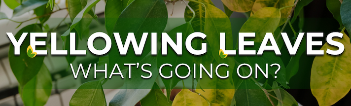 Green and yellow plant leaves with text "Yellowing Leaves: What’s Going On?"
