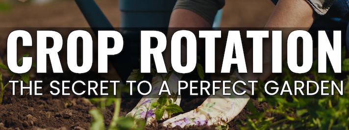 Banner of someone gardening with overlaid text reading "Crop Rotation: The Secret to a Perfect Garden".