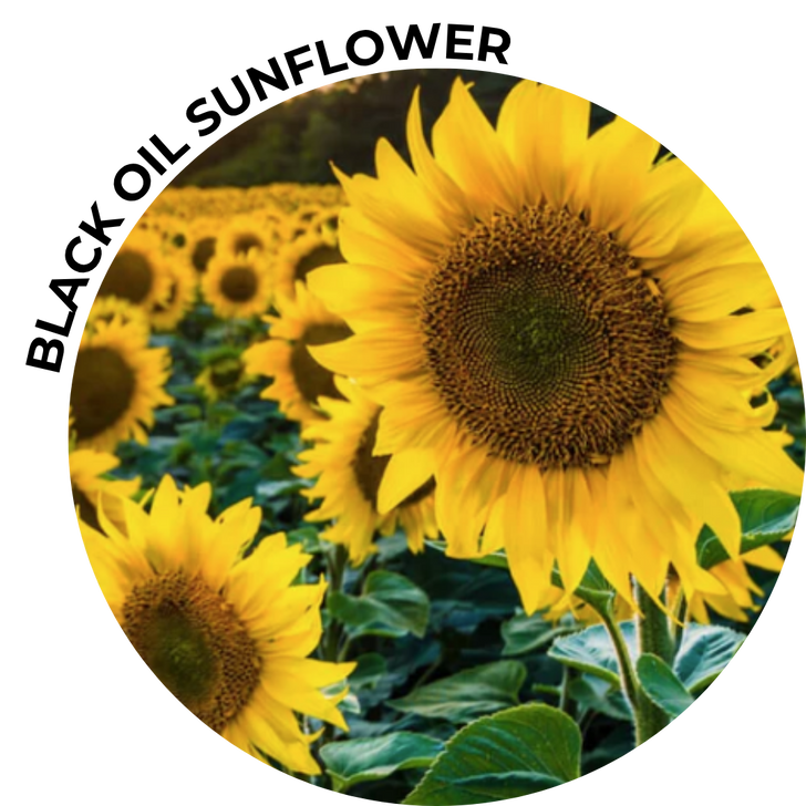 Closeup of Black Oil Sunflowers in a field.