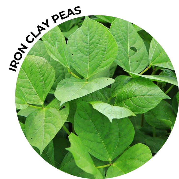 Iron Clay Pea leaves.