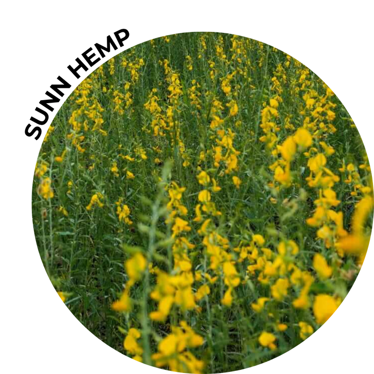 Golden flowering Sunn Hemp growing in a field.