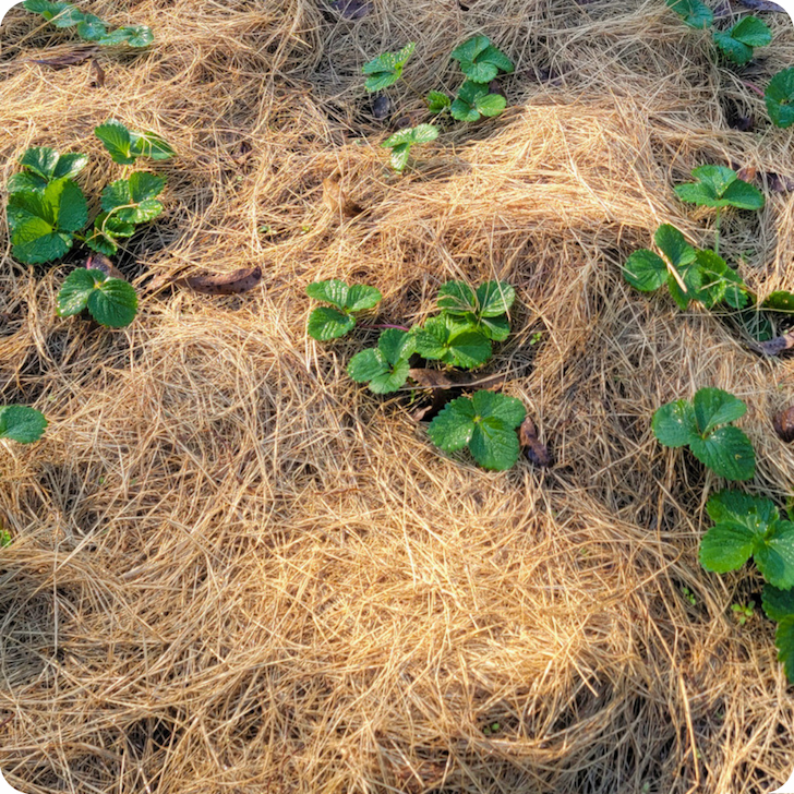 Pine straw used as mulch with strawberry leaves peeking through.