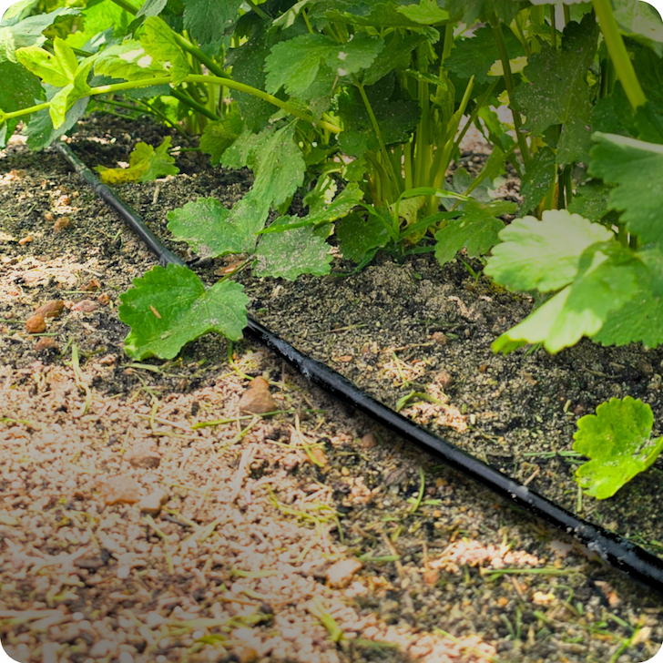 A line of drip irrigation laying in a garden bed.