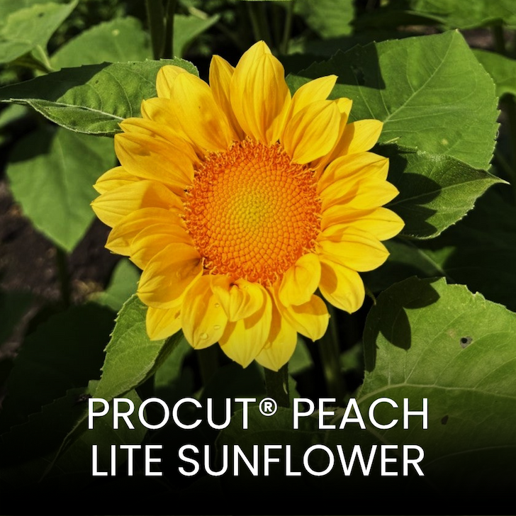Pollenless sunflower featuring peach-yellow petals and a warm golden center against green foliage.