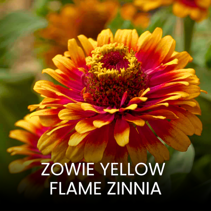 Bold zinnia bloom with layered petals in shades of yellow, orange, and deep pink.