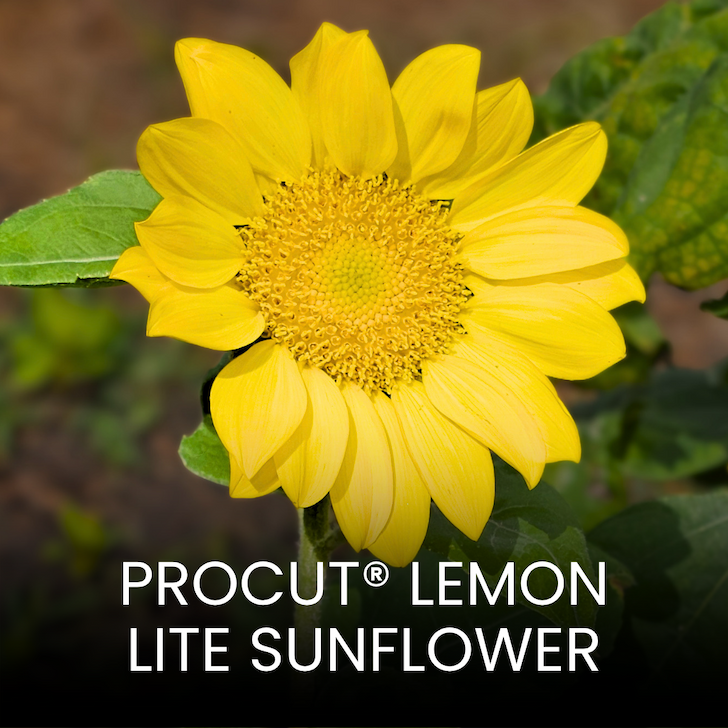 Pollenless sunflower with soft lemon-yellow petals surrounding a pale yellow center.