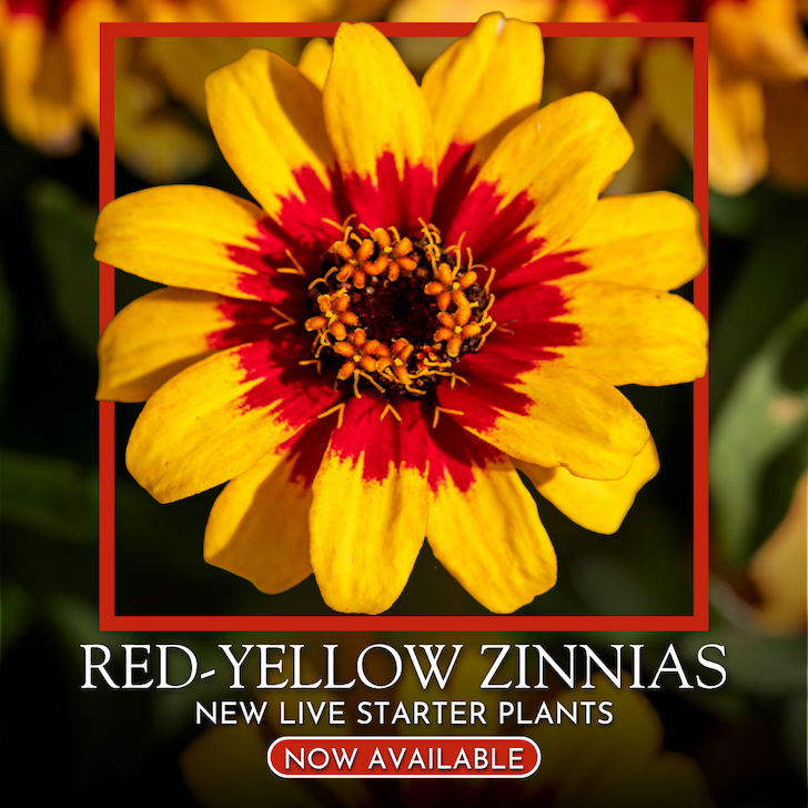 Close-up of a yellow zinnia flower with a deep red center. Text reads: "Red-Yellow Zinnias – New Live Starter Plants – Now Available."