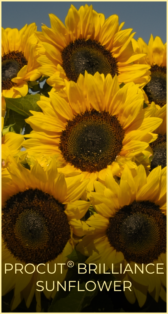 A bundle of Procut Brilliance Sunflowers outside. 