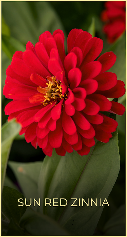 Closeup of single bright Sun Red Zinnia