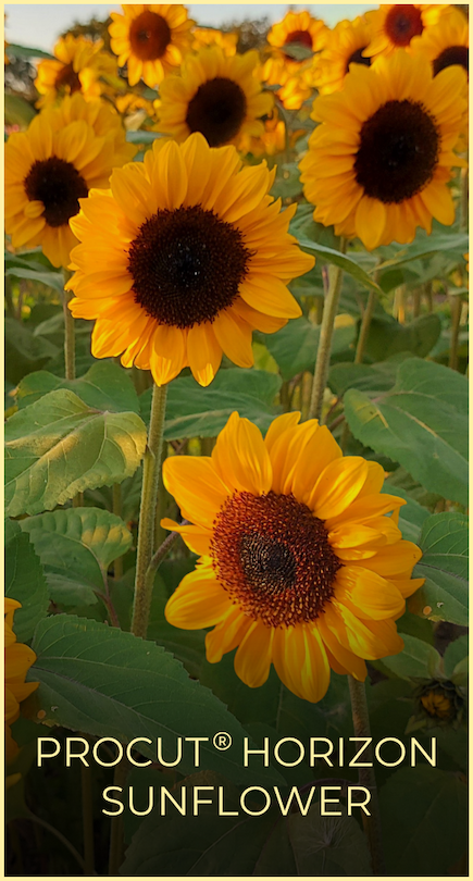 Procut Horizon Sunflowers in a field. 