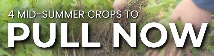 Banner of gardener pulling old plants with text overlaid reading "Four mid-summer plants to pull now."