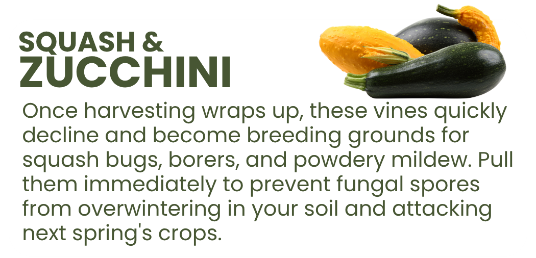 Graphic explaining that squash and zucchini plants should be removed after harvest to prevent squash bugs, borers, and powdery mildew from overwintering.