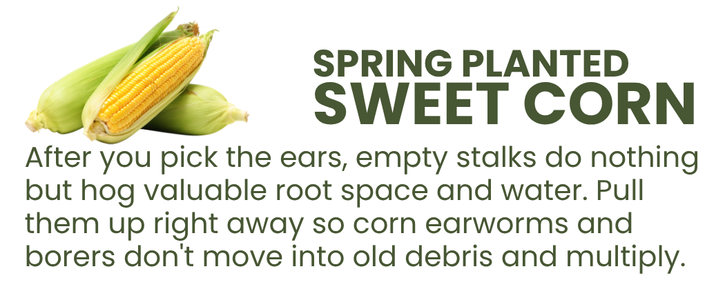 Graphic explaining that sweet corn stalks should be removed after harvest to free up space and reduce corn earworm and borer pressure.