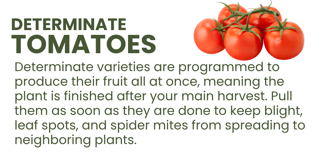 Graphic explaining that determinate tomatoes finish producing all at once and should be removed after harvest to reduce disease and pest spread.